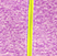 magenta/ neon yl